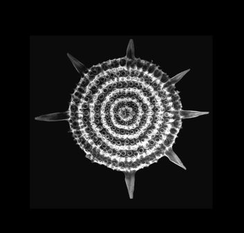 Stylodicta clavata - Radiolarian - Kostenloses image #446547