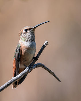 Allen's/Rufous Hummingbird (f) - Free image #446877