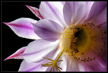 Echinopsis oxygona flowers (4) - image gratuit #446927 