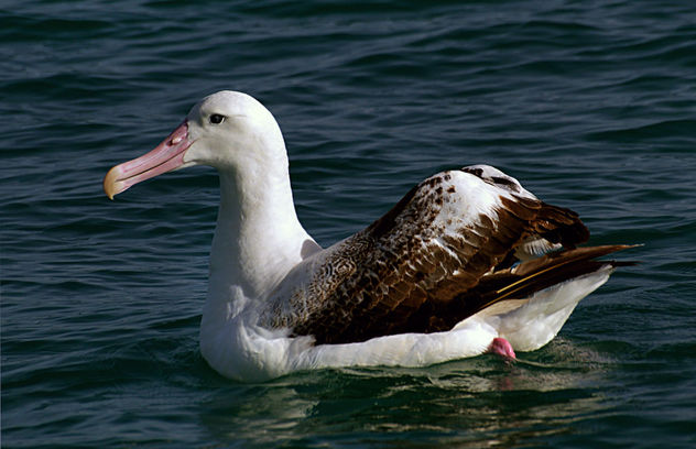 Wandering Albatross. NZ - бесплатный image #447747