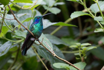 Colibri thalassin - Costa Rica - image gratuit #448397 