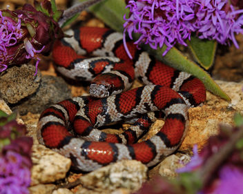 Eastern Milk Snake (Lampropeltis triangulum triangulum) - image #448717 gratis