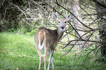 Bambi I - Free image #448747