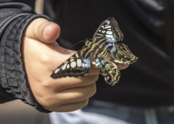 Butterfly on a childs hand - бесплатный image #448877