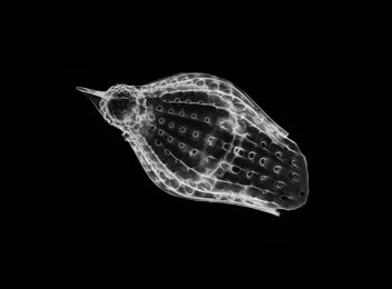 Podocyrtis papalis - Radiolarian - бесплатный image #448907