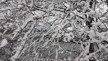 snowy tree - image #450637 gratis