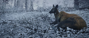TheHunter: Call of the Wild / Relaxing - image #450837 gratis