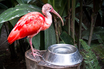 Rosafarbener Flamingo - image #450887 gratis