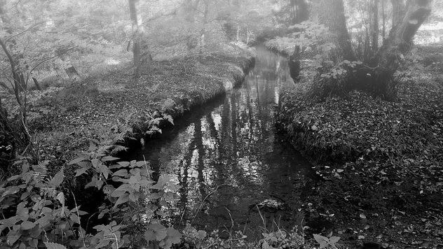 little misty creek - Free image #450917