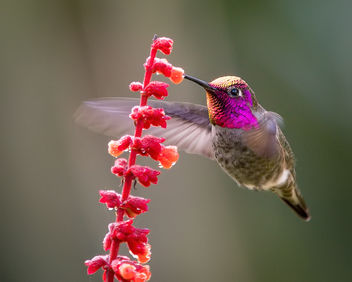 Anna's Hummingbird - бесплатный image #451387