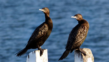Little black cormorant (Phalacrocorax sulcirostris) - image #451557 gratis