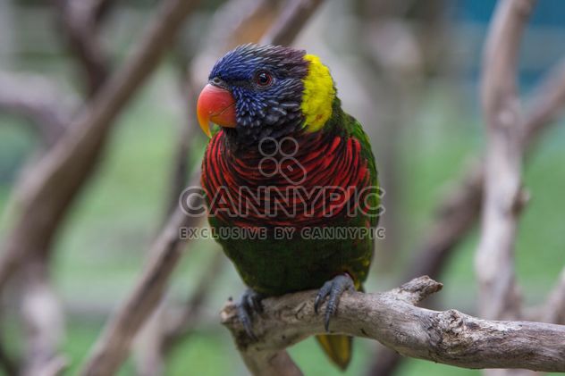 Colorful Australian Rainbow Lorikeet - бесплатный image #452287