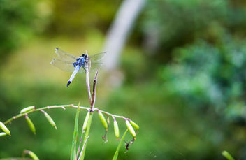 Dragonfly - Free image #452657