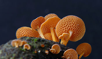 Favolaschia calocera - Orange Pore fungus, - image #452927 gratis