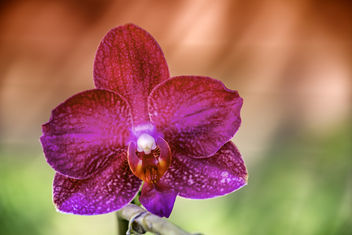 Lonely Orchid - image #452997 gratis