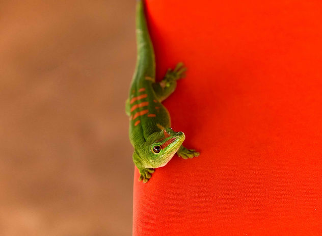 Green Gecko - image gratuit #453277 