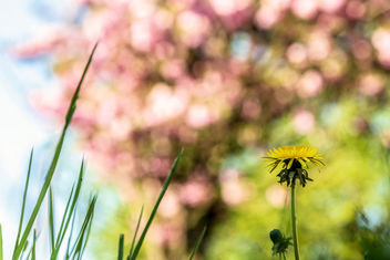 Spring... Like a natural painting - бесплатный image #453617