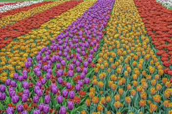 Tulips! - Free image #453867