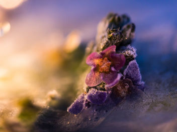 frosty flowers V - Free image #454157