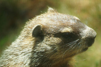 Groundhog - бесплатный image #454307