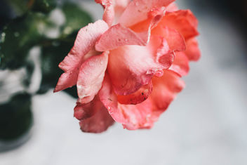 Close up of pink rose with water drops. Summer rain. - image #454357 gratis