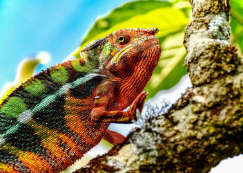Painted Chameleon - image gratuit #454377 