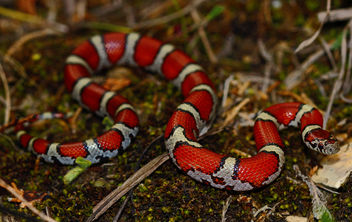 Eastern Milk Snake (Lampropeltis triangulum triangulum) - Free image #454437