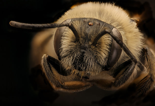Andrena barbara, f, face ,Prince Georges Co., MD_2018-05-16-16.27 - Free image #454577