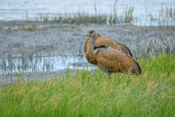 Lesser Sandhill Cranes - бесплатный image #454997