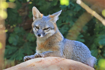 Gray Fox Vixen - image gratuit #455027 