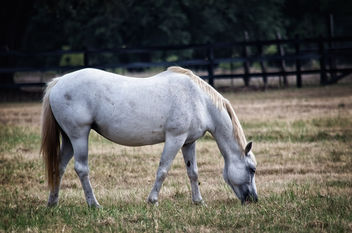 Breed: Horse - бесплатный image #455047