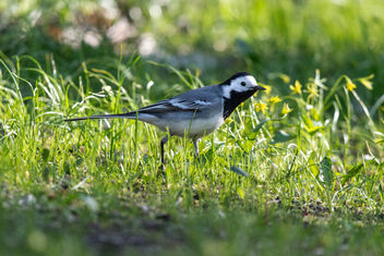 White wagtail - image gratuit #455597 