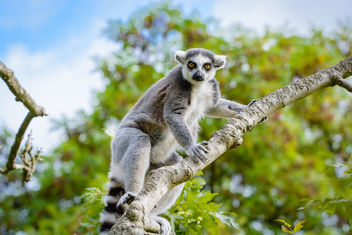 Lemur - image #456437 gratis