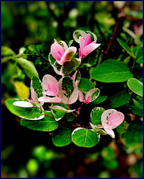 pink leaves - image gratuit #456477 