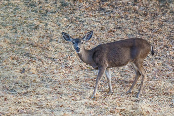 Black-tailed Deer - Kostenloses image #456987