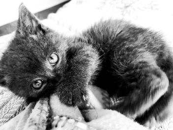 Kitten - image #457727 gratis