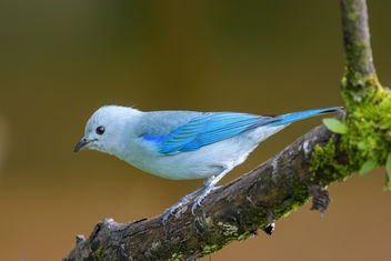 Blue-gray Tanager - Kostenloses image #457907
