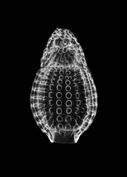 Radiolaria - Dictyoprora (Sethamphora) mongolfieri - 400x - image gratuit #457937 