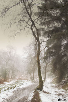 Magical forest, SherBrook Forest, Cannock Chase - бесплатный image #457947