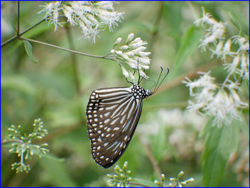 butterfly - image gratuit #458157 