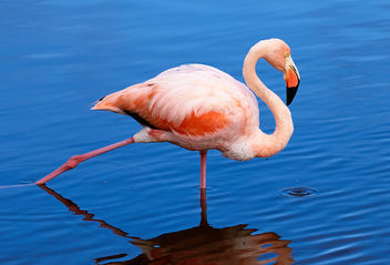 Galapagos Flamingo - image #458297 gratis