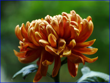 02Feb2019 - chrysanthemum - Kostenloses image #458907