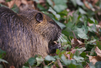 The day I met a nutria - Free image #459017