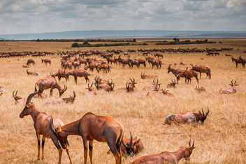 Topi, Maasai Mara - image #459217 gratis