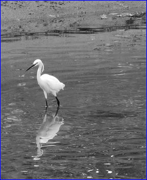 birds @ pasir ris park - fishing - image #459387 gratis