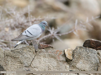 Hill Pigeon (Columba rupestris) - бесплатный image #460347