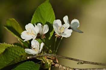 DSC_6846-1 flowering twig - nature close up photography - image #460447 gratis