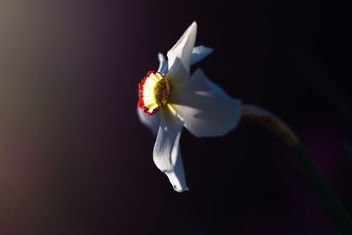 Pheasant's eye narcissus - Narcissus poeticus - Free image #460517