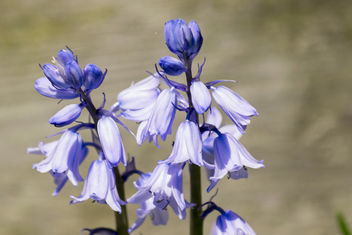 Hyacinthoides non-scripta, Blue Bell - Free image #460787