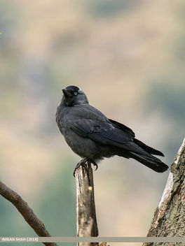 Eurasian Jackdaw (Corvus monedula) - бесплатный image #460937